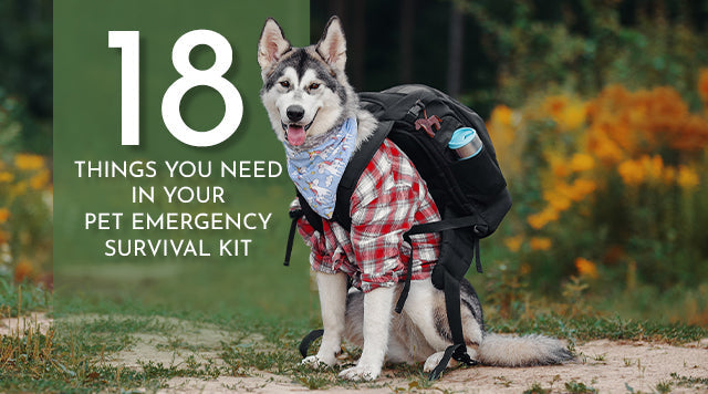 18 Things You Need In Your Pet Emergency Survival Kit