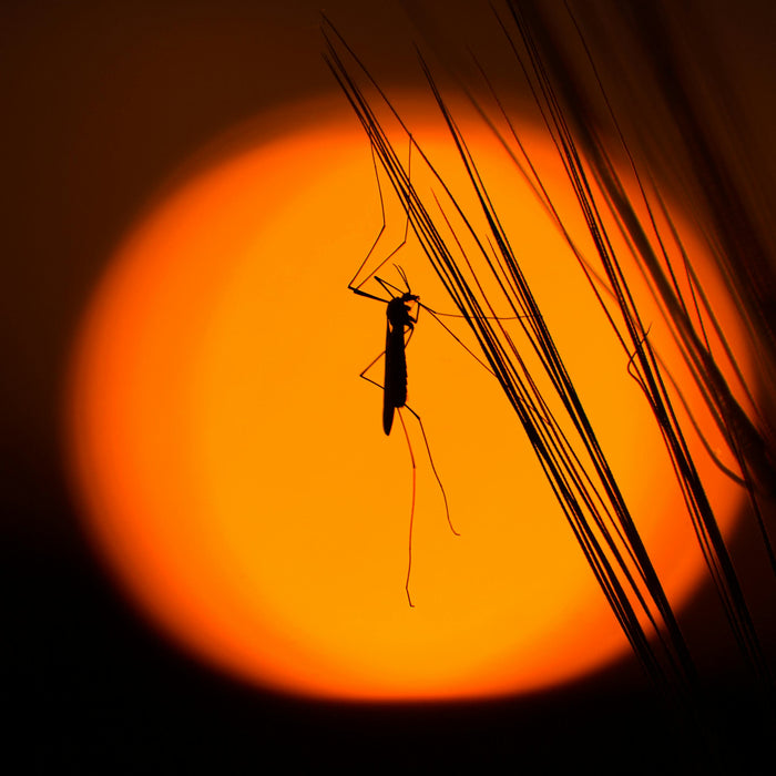 Pregnant? Why you still can't go to Cancun