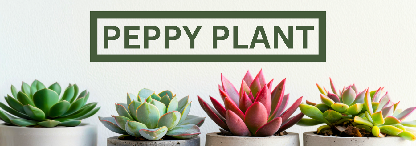 Peppy Plant